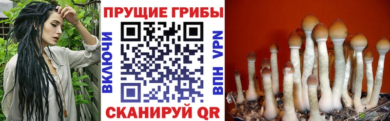 Купить  Окуловка  Псилоцибиновые грибы GOLDEN TEACHER 