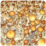 Псилоцибиновые (галлюциногенные)  грибы Psilocybin "Golden Teacher" в Окуловке