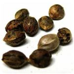 Семена марихуаны АК-47  (Seeds AK-47) в Окуловке